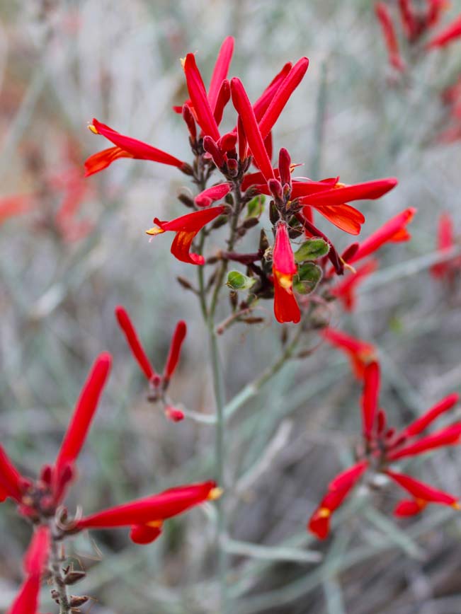 Arizona, Desert, Wildflower, Beloperone, Red Flower, Desert Wildflower Season
