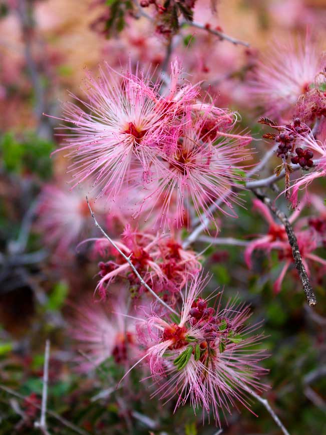 Arizona, Desert, Wildflower, Fairyduster, Pink Flower, Desert Wildflower Season