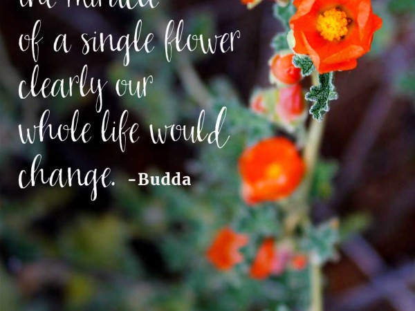 Inspiration, Desert Wildflower, Globmallow, Budda Quote, Inspiration from Budda
