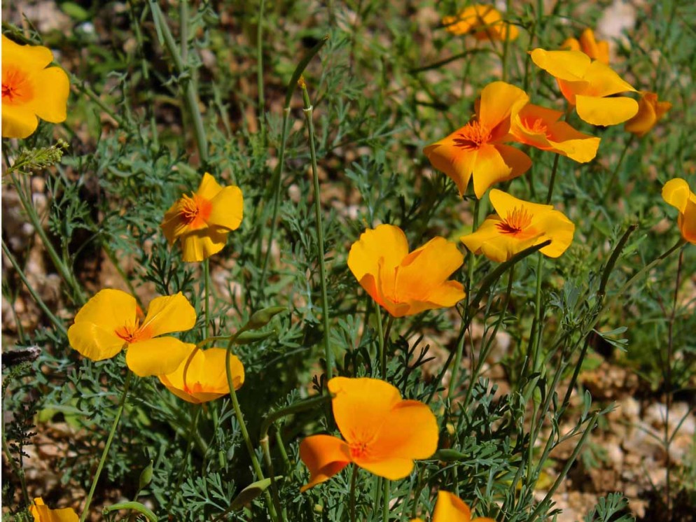 Arizona, Desert, Wildflower Season, Mexican Poppy , Desert Wildflower Season, Orange Flower