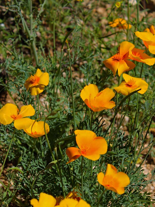 Arizona, Desert Wildflower Season, Mexican Poppy, Wildflower