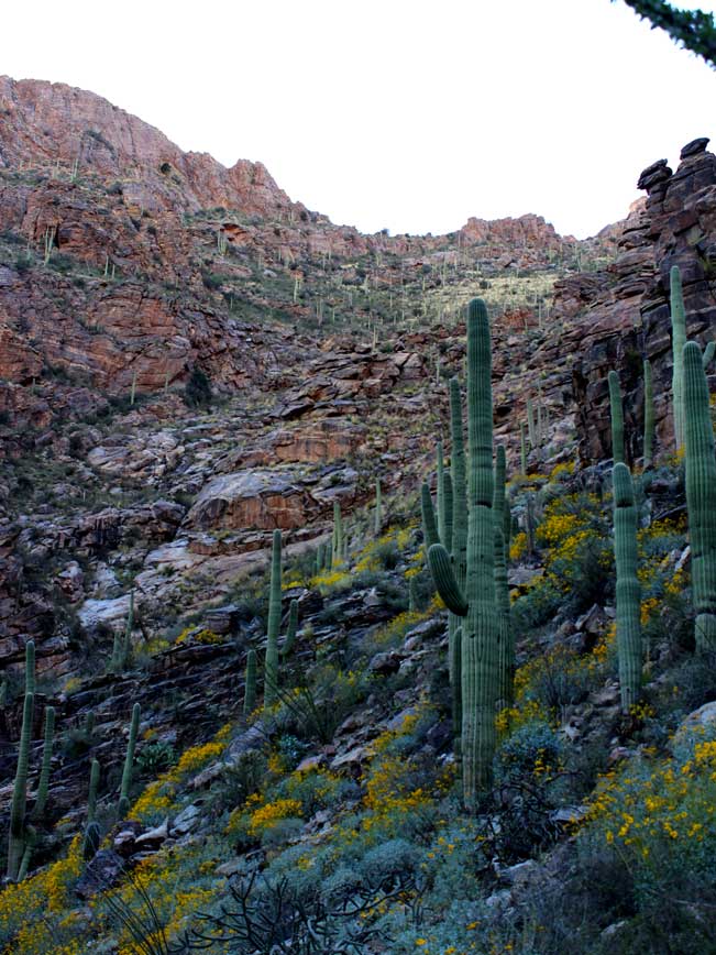 Landscape, Ventana Valley, Canyons, Saguaros, Desert Flowers, Central Arizona, Ventana Canyon Hiking Trail,Santa Catalina Mountains, Tucson.