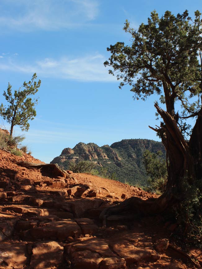 Landscape, Pine Tree, Sedona, Arizona, Baldwin Loop Hiking Trail, Red Rock Butte