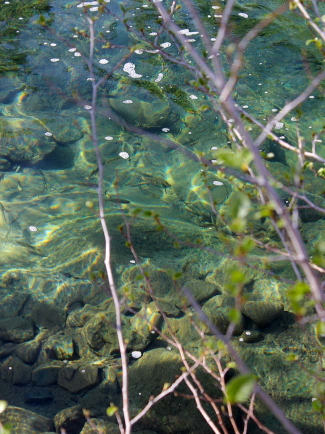 Crystal-Clear, Turquoise-Blue Water, Central Arizona, Fossil Creek, Coconino National Forest.