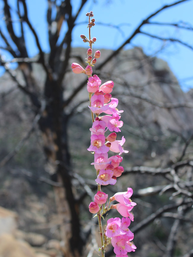 Spring, Flowers, Prescott, Arizona, Granite Mountain Hiking Trail, Singed Tree, Mountain