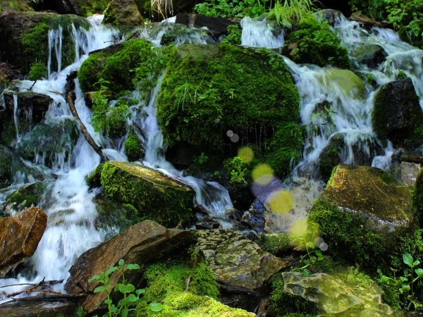 Spring, Water, Moss, Rocks, Payson, Arizona. Horton Spring, Horton Creek Hiking Trail