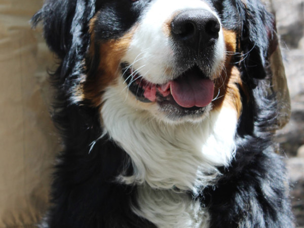 Portrait, Humphrey, Bernese Mountain Dog, Hiking Hero, I Barking Love Hiking