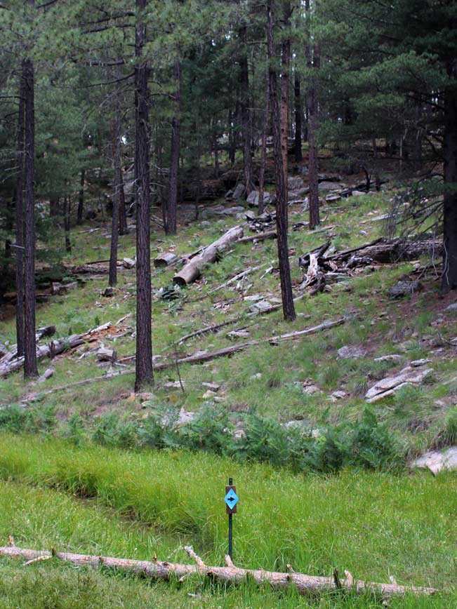 Landscape, View, Bog, Trail Marker, Woods Canyon Lake Hiking Trail, Mogollon Rim, Northern Arizona, Payson