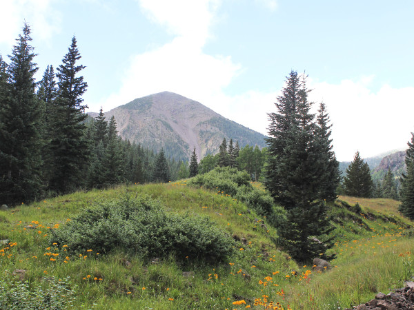 Landscape, Wildflowers, Inner Basin,Flagstaff, Arizona, San Francisco Mountains, Inner Basin Hiking Trail