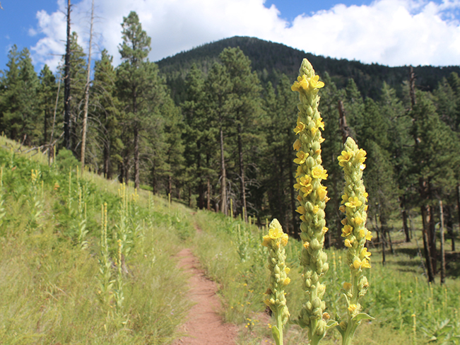 Landscape, View, Flagstaff, Arizona, Kendrick Mountain, Yellow Flowers, Kendrick Mountain Hiking Trail