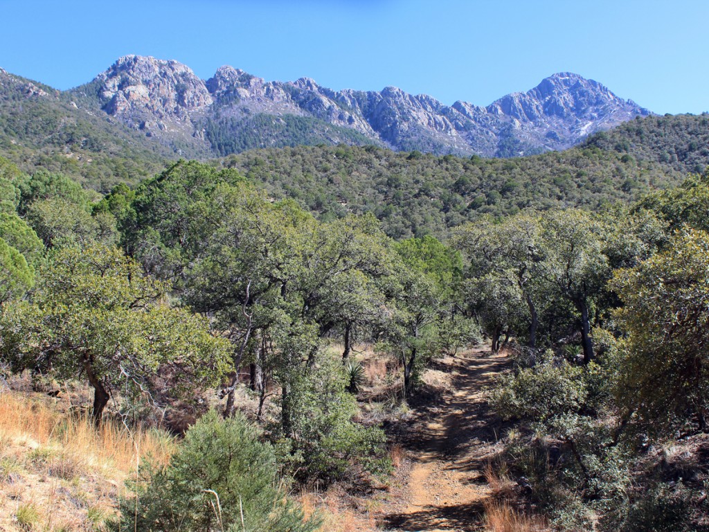 Landscape, View, Madera Canyon, Santa Rita Mountains, Tucson, Arizona, Bog Springs Hiking Trail. Tucson Area