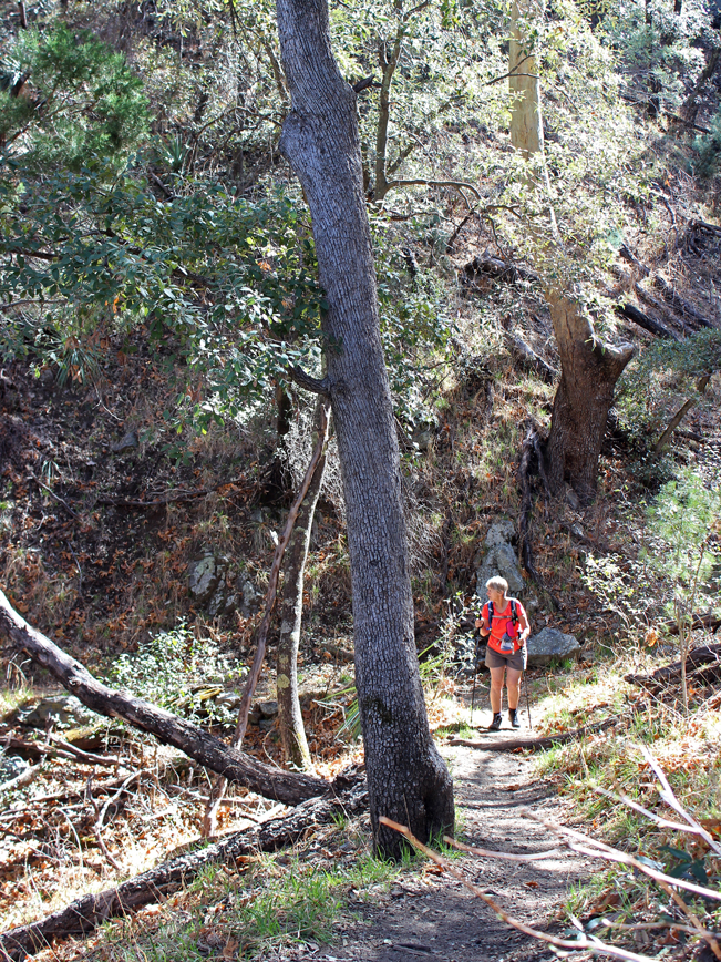 Landscape, View, Trees, Hiker, Bog & Kent Springs Hiking Trail Loop, Madera Canyon, Santa Rita Mountains,, Tucson, Arizona, Tucson Area