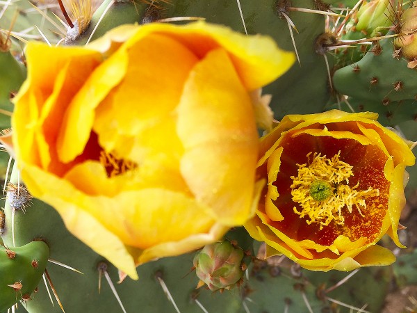 A Close-up, Bright Yellow, Prickly Pear, Cacti Blossoms, Wildflowers, Arizona. Desert.