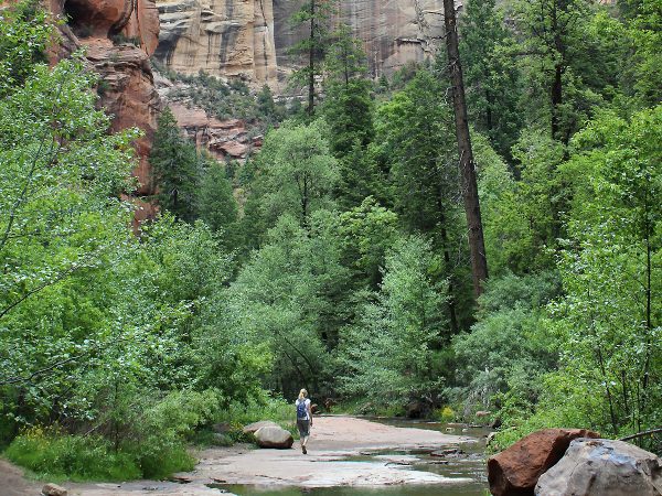 Landscape, View, Female, Hike, Oak Creek, Sedona, Arizona. West Fork Hiking Trail, Cliffs, Easy hikes, Pet Friendly Hikes, Sedona Area Hikes A close up view of a wild flower along the shores of West Clear Creek off of the Maxwell Hiking Trail, outside of Flagstaff and Strawberry, Arizona, with the creek and reeds behind them. Moderate Arizona hiking trails. Flagstaff area hiking trails. Arizona hiking trails with water. Copyright AZUtopia. No use without permission.