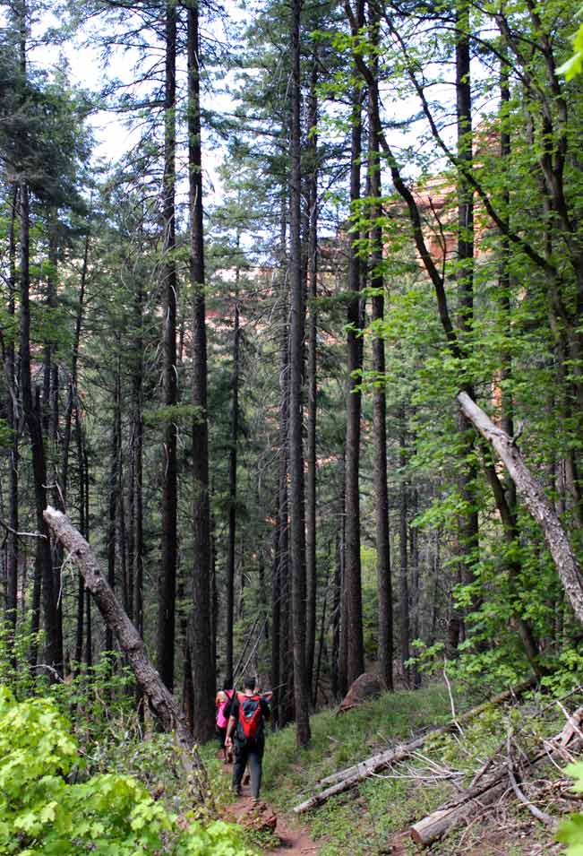 Landscape, Hikers, Ponderosa Pine Trees, Red Rocks, Cliffs, Sedona, Arizona, Sterling Pass Hiking Trail, outside of Oak Creek Canyon. Difficult Hikes, Sedona Area Hikes, Pet Friendly Hikes