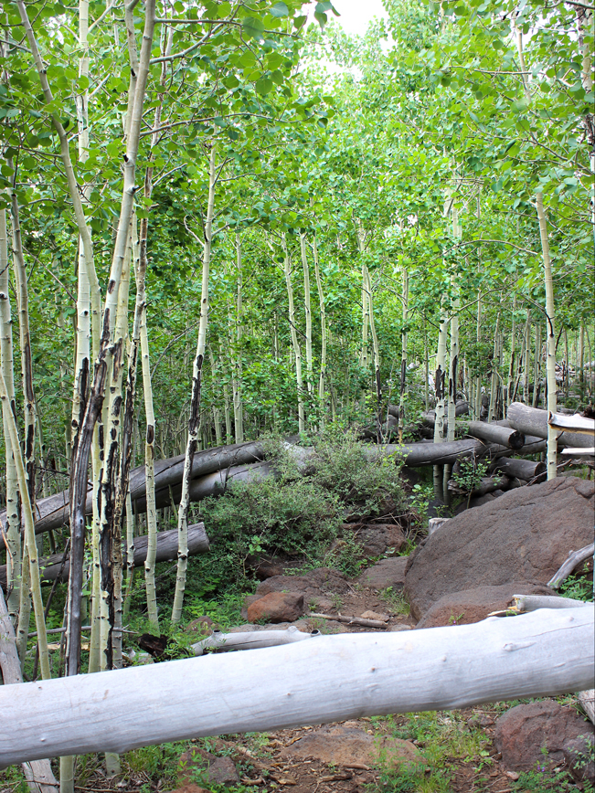 A landscape view of bright green Aspens along the Pumpkin Hiking Trail, outside of Flagstaff, Arizona. Moderate Arizona hiking trails. Flagstaff area hiking trails. Copyright azutopia. No use without permission.