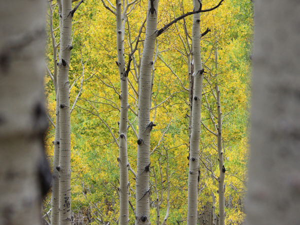 Arizona's Fall color. A landscape view of Aspens in Fall from Flagstaff, Arizona’s Inner Basin Hiking Trail. Copyright azutopia. 10 Best Hikes to Experience Arizona’s Fall Color. No use without prior permission.