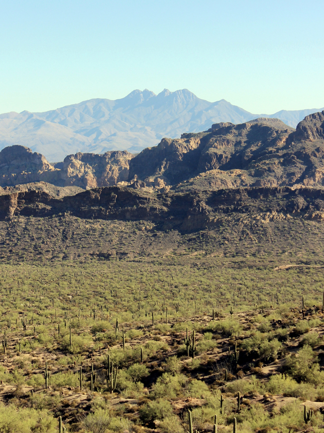 A landscape view of Four Peaks Mountain and the Matzazal Wilderness from Pass Mountain Hiking Trail Loop in Mesa, Arizona's Usery Park, with a field of Saguaros in the foreground. Phoenix area hiking trails. Moderate hiking trails. Copyright azutopia. No use without permission.