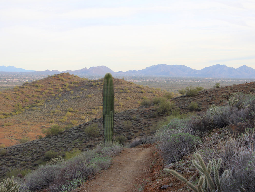 A landscape view of the Ridgeback Hiking Trail leading to the Overton Hiking Trail. In North Phoenix’s Sonoran Desert Preserve. Phoenix area hiking trails. Moderate Arizona Hiking trails. Dog friendly hiking trails. Copyright azutopia.com. No use without permission.
