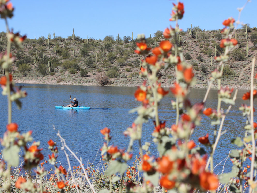 Wild Burro Hiking Trail; Wild Flowers; Kayak; Globemallow; Lake Pleasant; Phoenix; Arizona; Phoenix Area Hikes; Easy Hikes; Views; Lake; Copyright azutopia.com; No use without permission