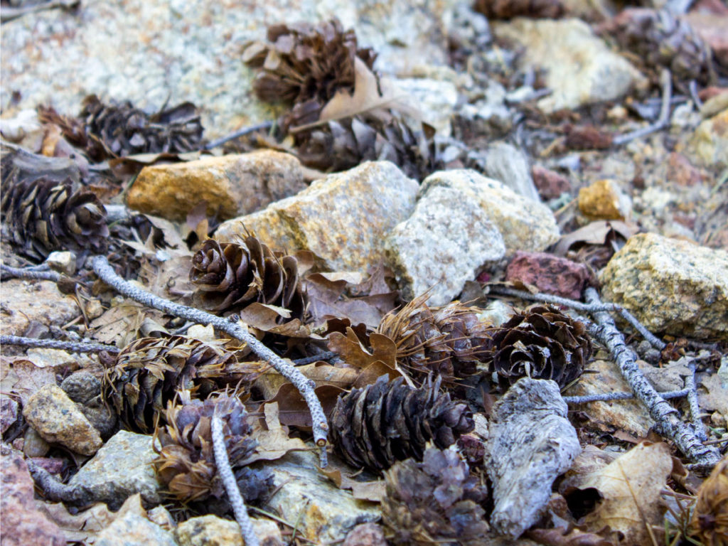 Close up of Pine cones; twigs and loose rocks on the Dandrea Hiking Trail to top of Union Mountain . Dandrea and; Yankee Doodle Hiking Trails.; Prescott; Arizona; Moderate Hiking Trails; Central Arizona Hiking Trails. Copyright azutopia.com. No use without permission.