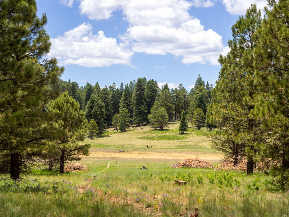 Landscape; Grassy Mountain Meadow; lined with Spruce and Pine Trees; Path; Mountain bikers resting in distance; Sky and Clouds; Brookbank Hiking Trail; Dry Lake Hills; Flagstaff; Arizona; Moderate Hiking Trails; Dog Friendly Hiking Trails; Copyright azutopia.com; No use without permission.