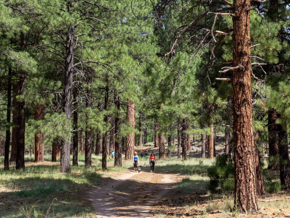 Hikers with their dog on the Schultz Creek Hiking Trail; Wide Pathway, Beneath tall Ponderosa Pines, Dry Lake Hills; Flagstaff; Arizona; Easy to Moderate Hiking Trails; Dog Friendly Hiking Trails; Northern Arizona Hiking Trails; Copyright azutopia.com; No use without permission.