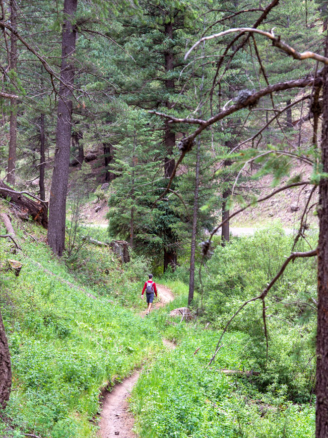 Hiker on the Schultz Creek Hiking Trail; Pathway, along Schultz Creek Road, Flowers, tall grass and Ponderosa Pines; Dry Lake Hills; Flagstaff; Arizona; Easy to Moderate Hiking Trails; Dog Friendly Hiking Trails; Northern Arizona Hiking Trails; Copyright azutopia.com; No use without permission.