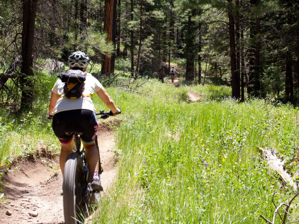 Mountain Bikers on the Schultz Creek Hiking Trail; lined with flowers, tall grass and Ponderosa Pines; Dry Lake Hills; Flagstaff; Arizona; Easy to Moderate Hiking Trails; Dog Friendly Hiking Trails; Northern Arizona Hiking Trails; Copyright azutopia.com; No use without permission.
