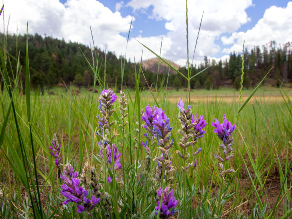 Landscape, Green Grassy Mountain Meadow with Purple Lupine flowers in foreground and Pine covered Peaks behind, Brookbank Hiking Trail, Flagstaff, Arizona, Moderate Hiking Trails, Dog Friendly Hiking Trails, Copyright azutopia.com, No use without permission.