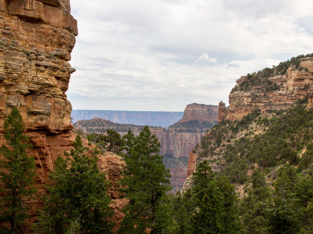 Cliffside Spring Cliff Spring Hiking Trail: Natural Treasures on the Grand Canyon's N. Rim