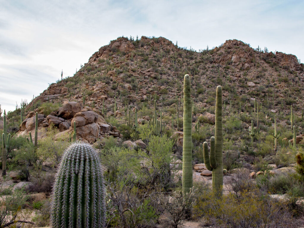 Landscape view, Saguaros, Large Granite Rocks, Hillside, Bajada Wash Hiking Trail, Saguaro National Park West, Tucson, Arizona, Easy Hiking Trails, Copyright azutopia.com, No use without permission