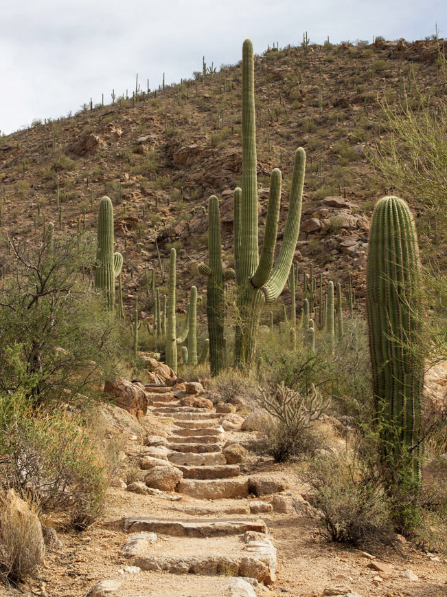 Landscape view, Stone Steps, Saguaros, Hugh Norris Hiking Trail, Saguaro National Park West, Tucson, Arizona, Moderate Hiking Trails, Copyright azutopia.com, No use without permission